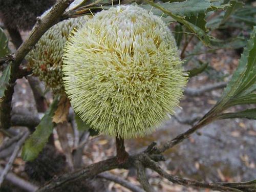 Banksia laevigata ssp laevigata photo