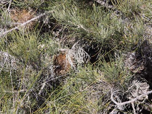 Banksia lanata photo