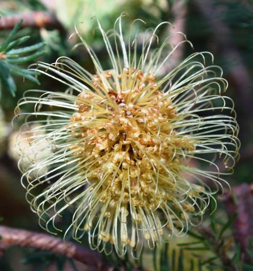 Banksia laricina photo