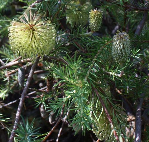 Banksia laricina photo