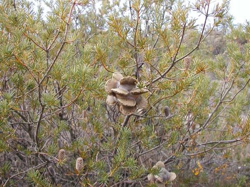 Banksia laricina photo