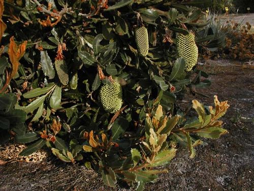 Banksia lemanniana photo