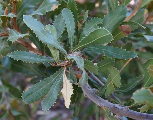 Banksia lemanniana photo