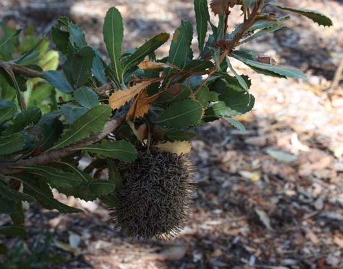 Banksia lemanniana photo