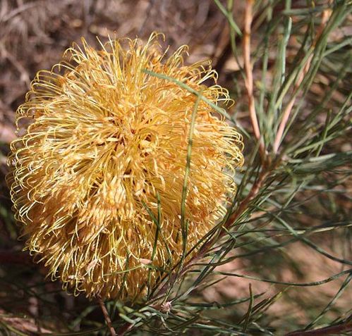 Banksia leptophylla var leptophylla photo