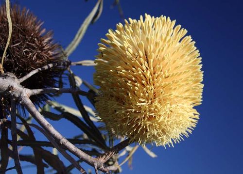 Banksia lindleyana photo