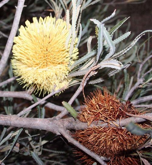 Banksia lindleyana photo