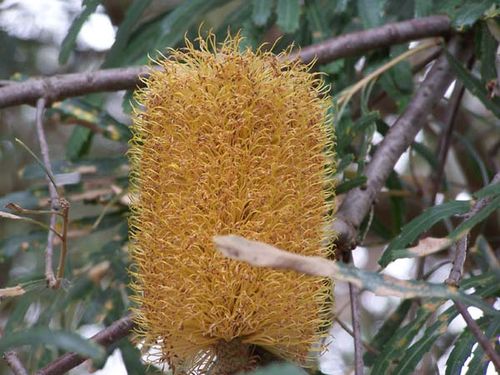 Banksia littoralis photo