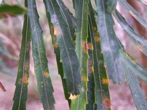 Banksia littoralis photo