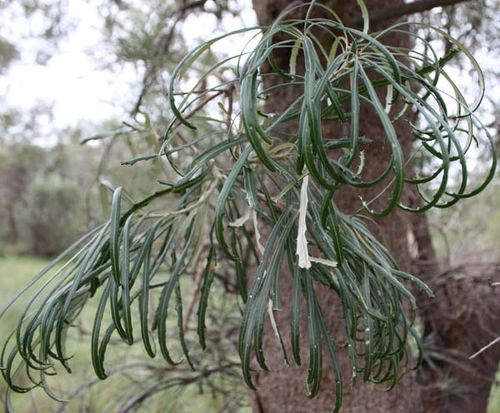 Banksia littoralis photo