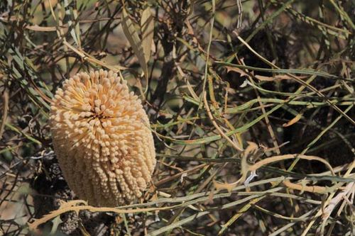 Banksia lullfitzii photo