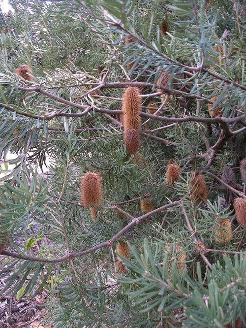 Banksia marginata photo