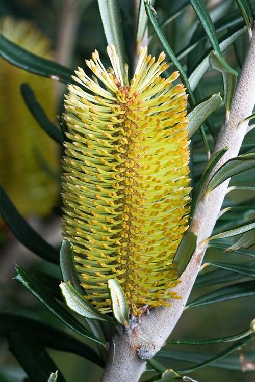 Banksia marginata photo