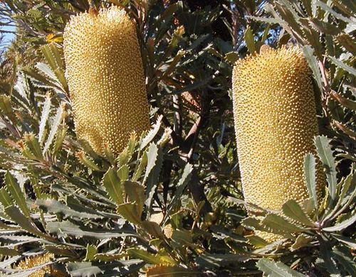 Banksia media photo