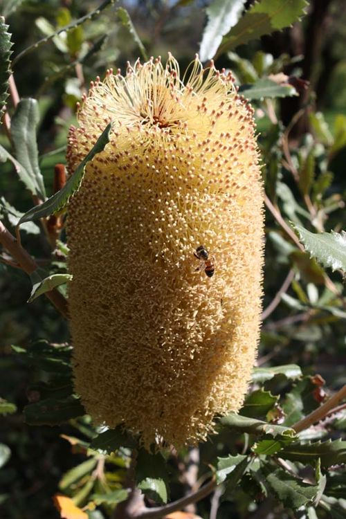 Banksia media photo