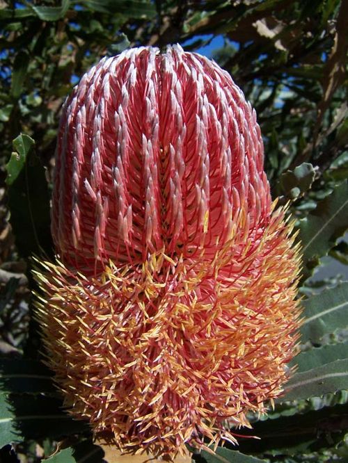 Banksia menziesii photo