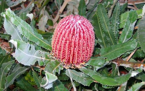 Banksia menziesii photo