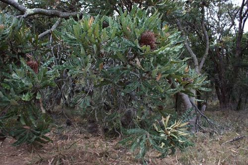 Banksia menziesii photo