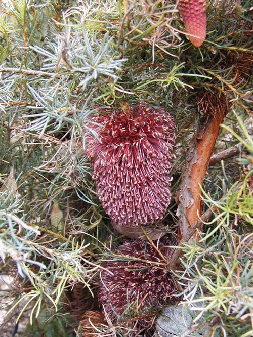 Banksia nutans var nutans photo