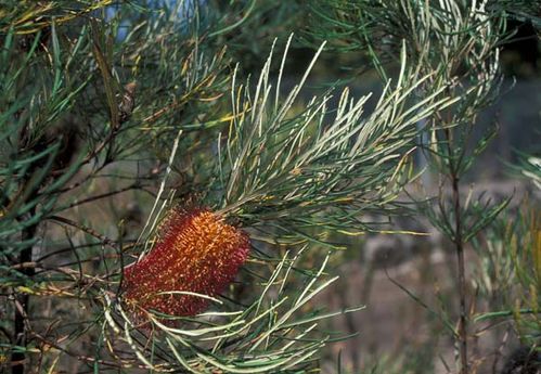 Banksia occidentalis photo
