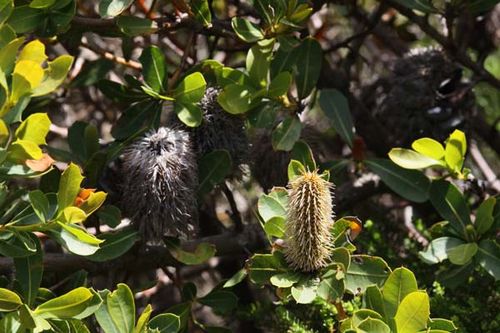 Banksia oreophila photo