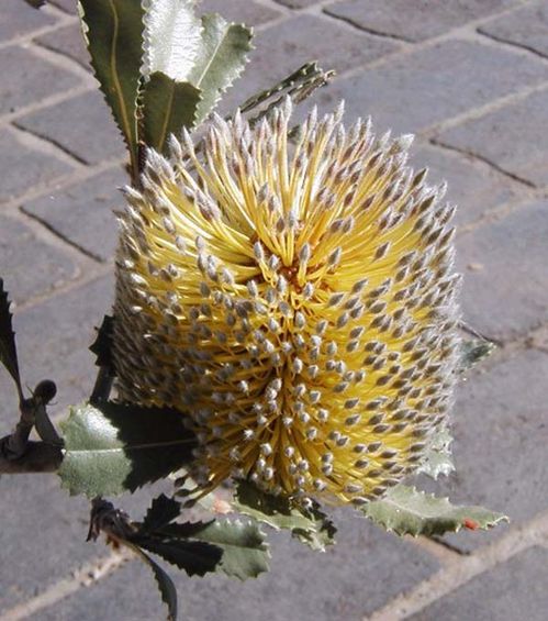Banksia ornata photo