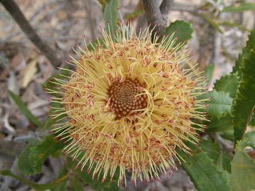 Banksia ornata photo