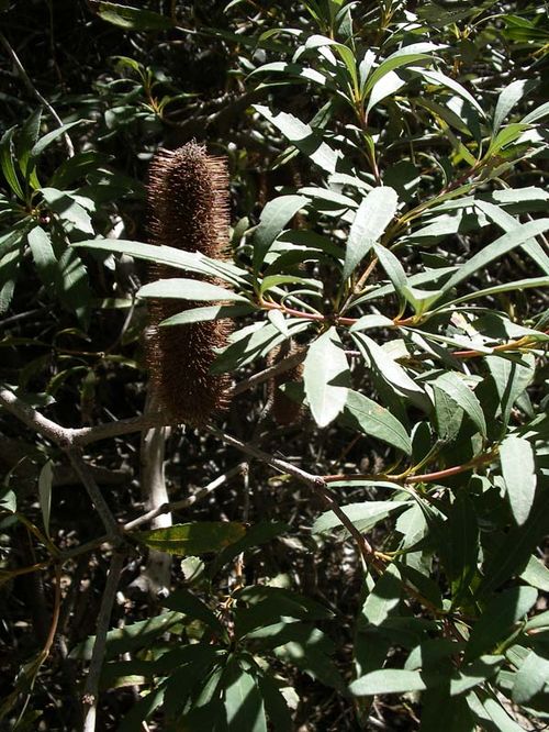 Banksia paludosa photo