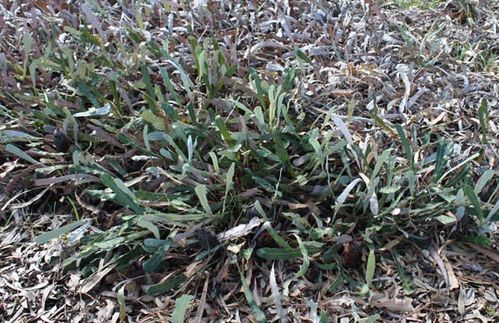 Banksia petiolaris photo