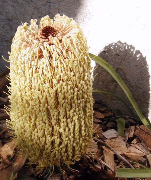 Banksia petiolaris photo