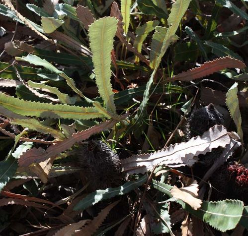 Banksia petiolaris photo