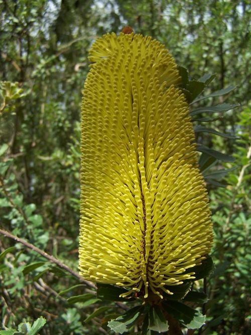 Banksia praemorsa photo