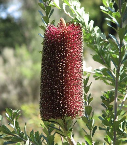 Banksia praemorsa photo