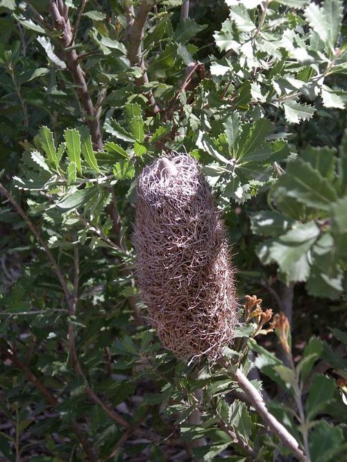 Banksia praemorsa photo