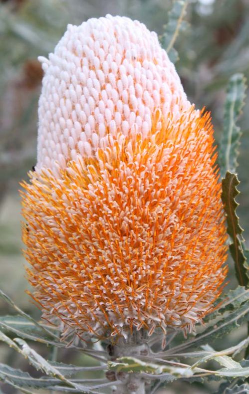 Banksia prionotes photo