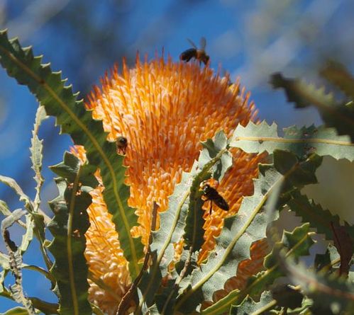 Banksia prionotes photo