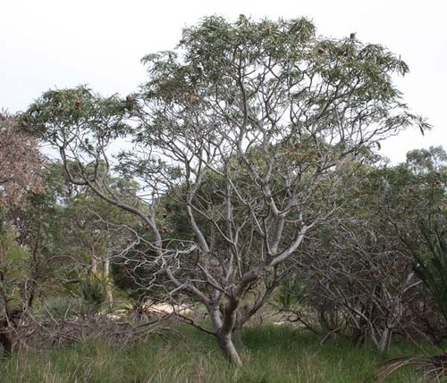 Banksia prionotes photo