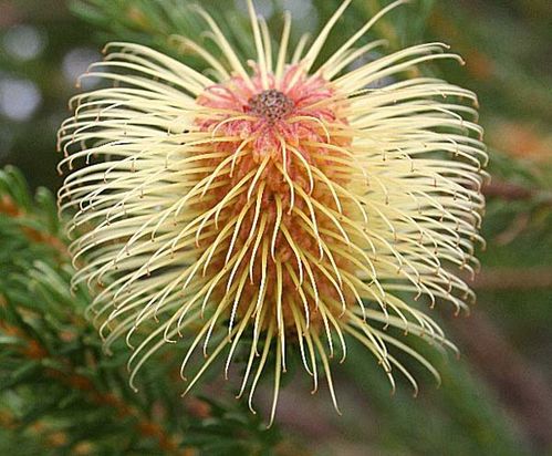 Banksia pulchella photo