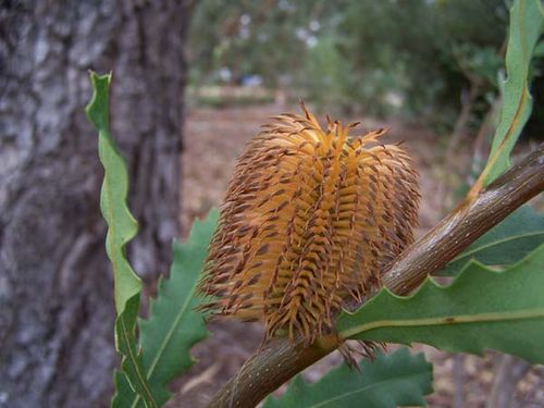 Banksia quercifolia photo