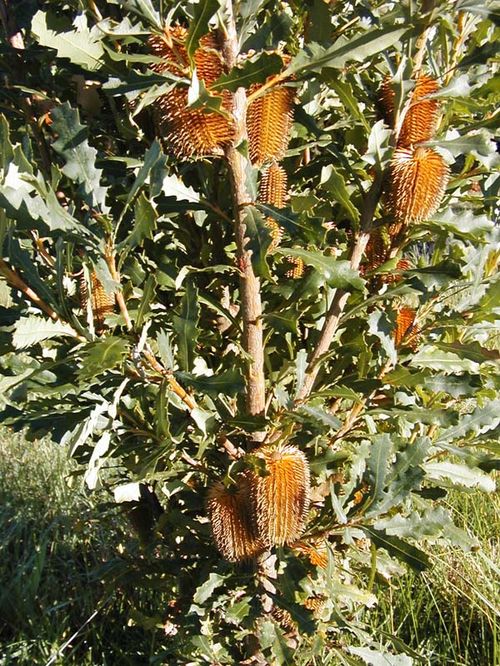 Banksia quercifolia photo