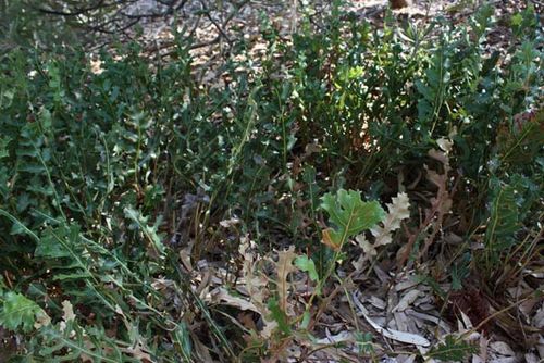Banksia repens photo