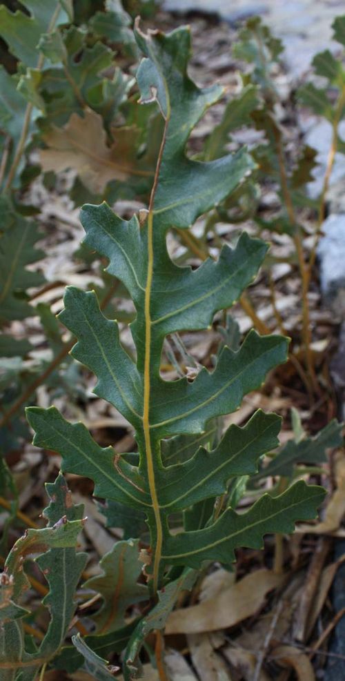 Banksia repens photo