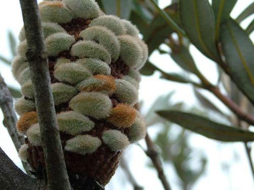 Banksia saxicola photo