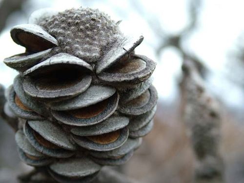 Banksia saxicola photo