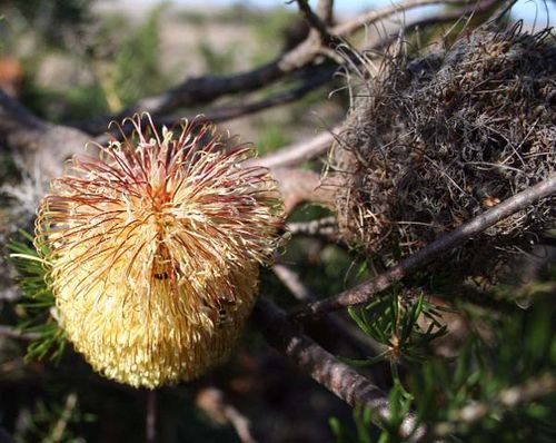 Banksia scabrella photo