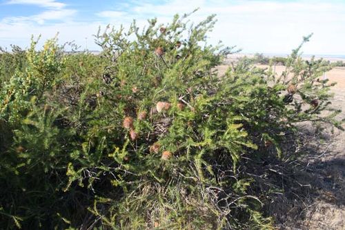 Banksia scabrella photo