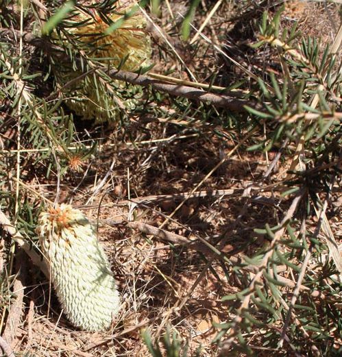 Banksia scabrella photo