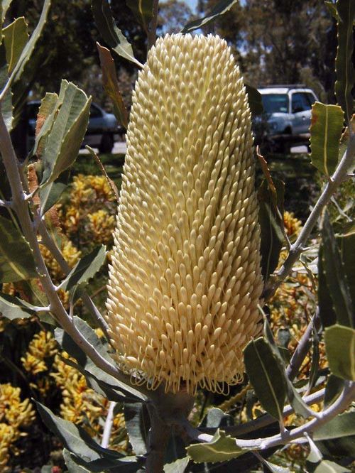 Banksia sceptrum photo