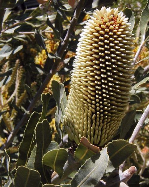 Banksia sceptrum photo