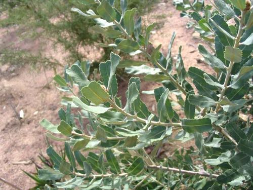 Banksia sceptrum photo